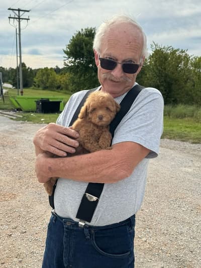 Saffron, a Goldendoodle, Mini puppy from Pawrade