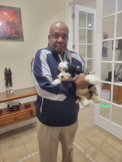 Stella, a Bernedoodle, Mini puppy from Pawrade
