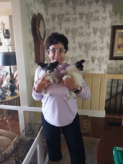 Natalie, a Papillon puppy from Pawrade