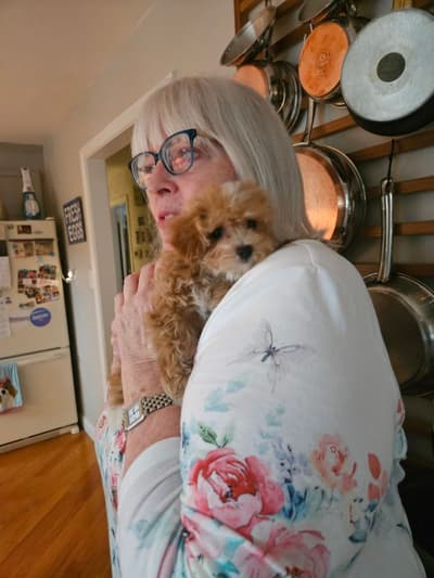 Norma, a Malti Poo - Maltipoo puppy from Pawrade