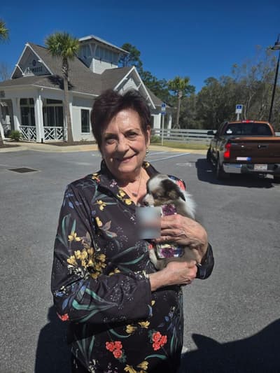 Daisy, a Miniature Australian Shepherd puppy from Pawrade