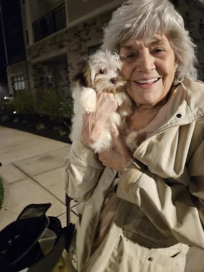 Daisy Mae, a Yorkshire Terrier - Yorkie puppy from Pawrade