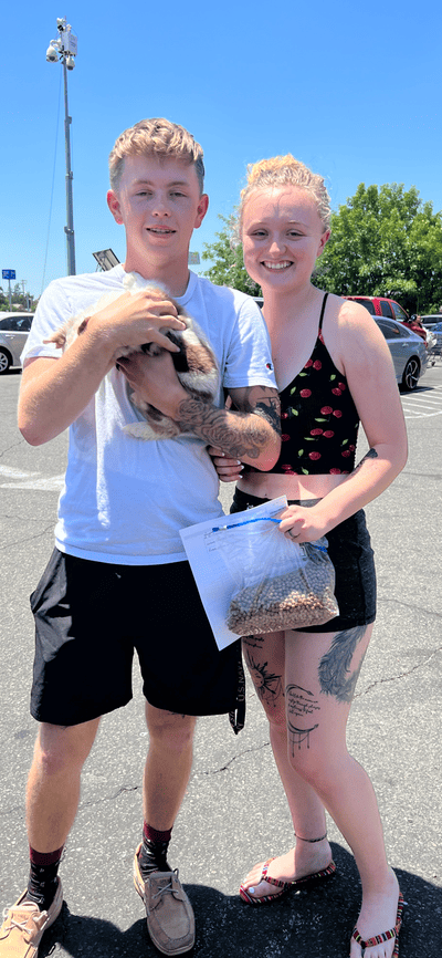 Turk, a Miniature Australian Shepherd puppy from Pawrade