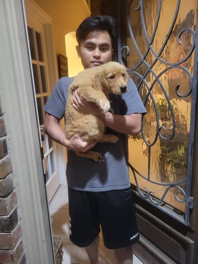 Violet, a Golden Retriever puppy from Pawrade