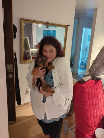 Pedro, a Yorkshire Terrier - Yorkie puppy from Pawrade