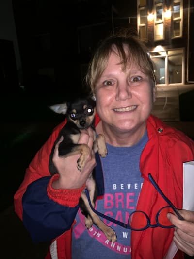 Molly, a Chihuahua puppy from Pawrade
