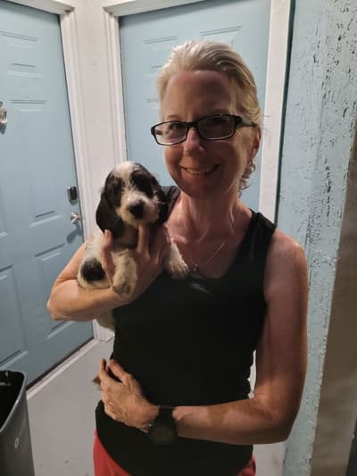 Vincenzo, a Dachshund, Mini puppy from Pawrade