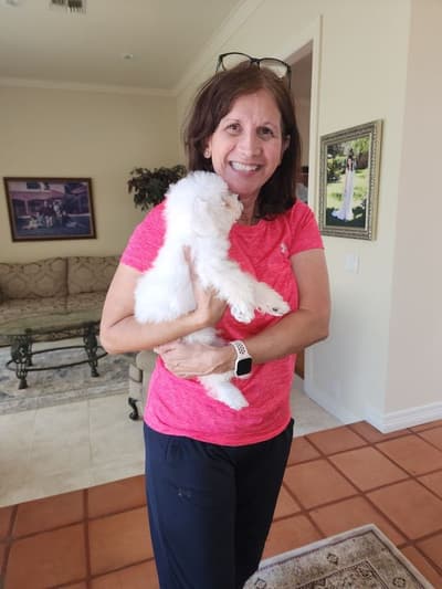 Jack, a Bichon Frise puppy from Pawrade
