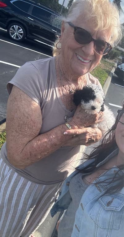 Ella, a Poodle, Toy puppy from Pawrade