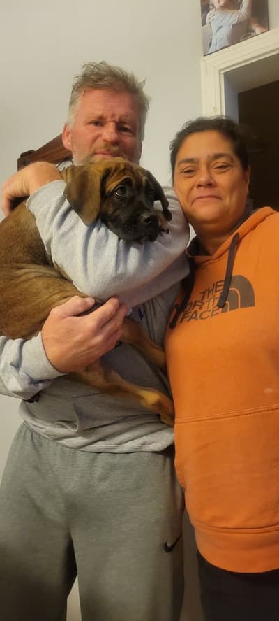 Rhiannon, a Cane Corso Mastiff puppy from Pawrade