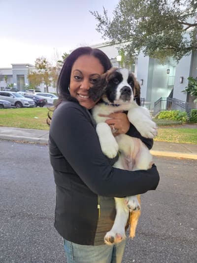 Carson, a Saint Bernard - St. Bernard puppy from Pawrade