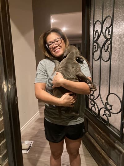 Ocho, a American Pit Bull Terrier puppy from Pawrade