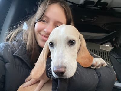 Totter, a Beagle puppy from Pawrade