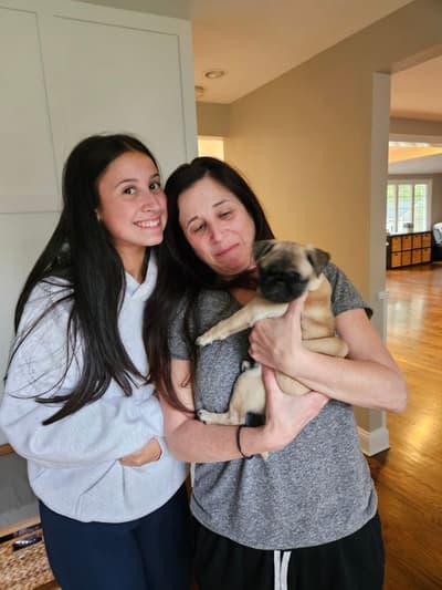 Daisy, a Pug puppy from Pawrade