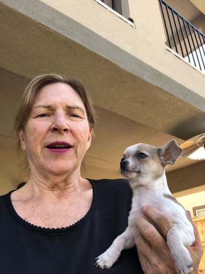 Ace, a Chihuahua puppy from Pawrade