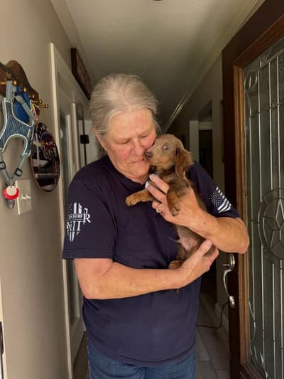 Asher, a Dachshund, Mini puppy from Pawrade