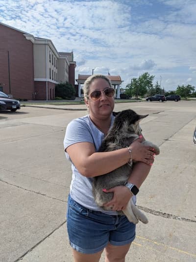 Nate, a Siberian Husky puppy from Pawrade