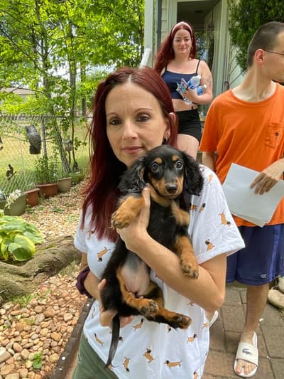 Nancy, a Dachshund, Mini puppy from Pawrade
