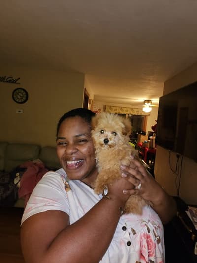 Jonah, a Havapoo puppy from Pawrade