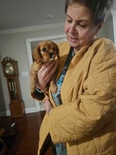 Charm, a Cavalier King Charles Spaniel puppy from Pawrade