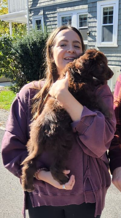 Bruno, a Labradoodle puppy from Pawrade