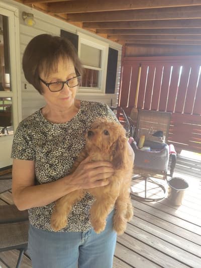 Kiki, a Cavapoo puppy from Pawrade