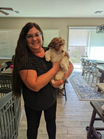 Callie, a Labradoodle puppy from Pawrade