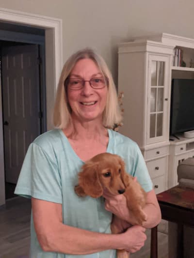 Clara, a Dachshund, Mini puppy from Pawrade