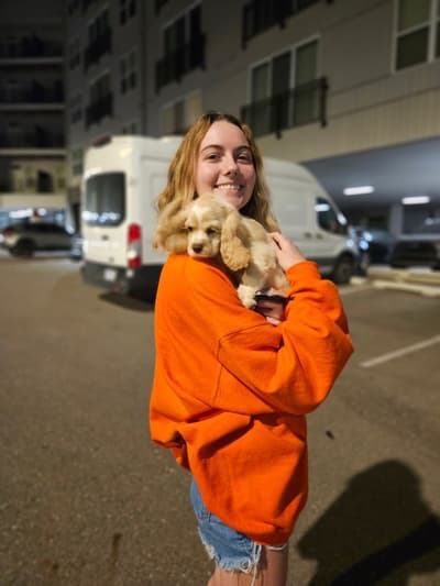 Pippa, a Cocker Spaniel puppy from Pawrade