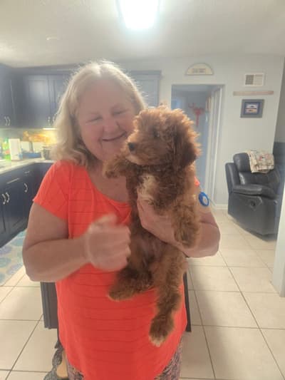 Jeb, a Goldendoodle, Mini puppy from Pawrade
