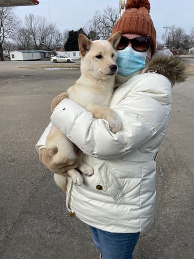 Snowball, a Shiba Inu puppy from Pawrade