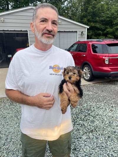 Lamby, a Yorkshire Terrier - Yorkie puppy from Pawrade