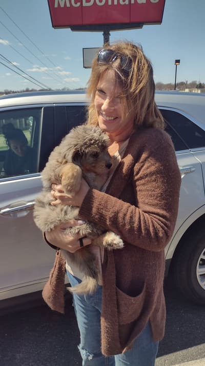 Hamson, a Bernedoodle, Mini puppy from Pawrade