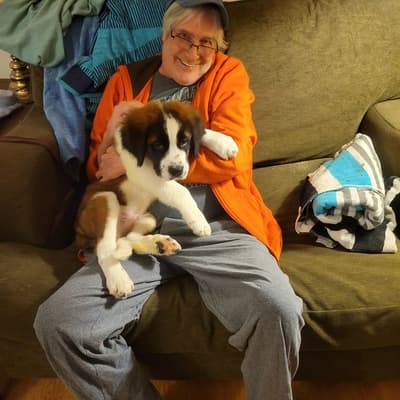 Tucker, a Saint Bernard - St. Bernard puppy from Pawrade
