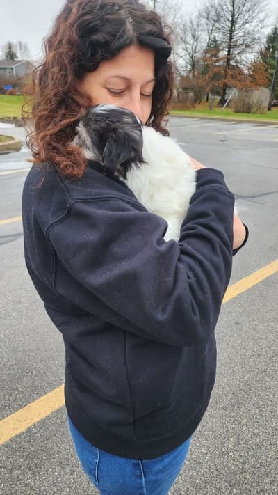 Maddie, a Coton De Tulear puppy from Pawrade