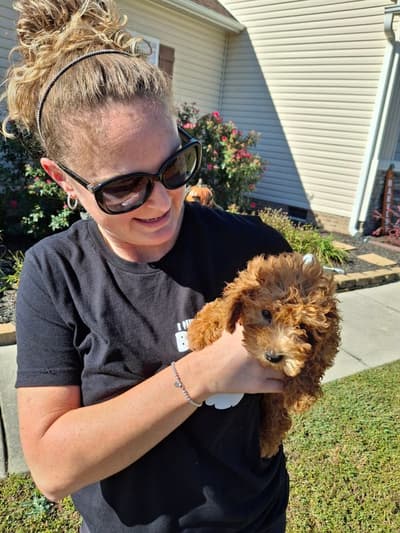 Arnie, a Poodle, Toy puppy from Pawrade