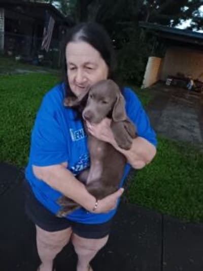 Hope, a Labrador Retriever puppy from Pawrade