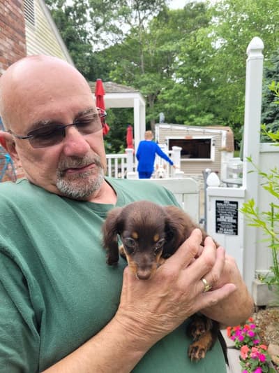 Denise, a Dachshund, Mini puppy from Pawrade