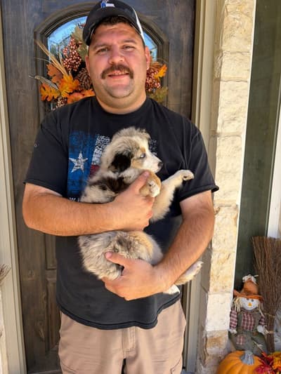 Bindi, a Miniature Australian Shepherd puppy from Pawrade