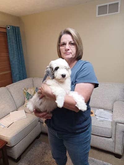 Oberly, a Sheepadoodle puppy from Pawrade