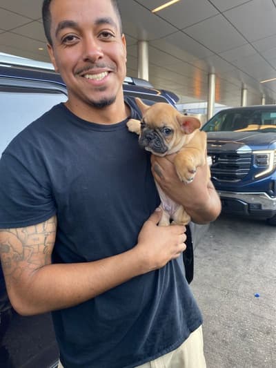 Miles, a French Bulldog puppy from Pawrade