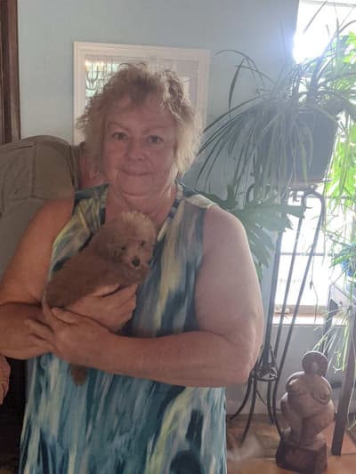 Polly, a Poodle, Miniature puppy from Pawrade