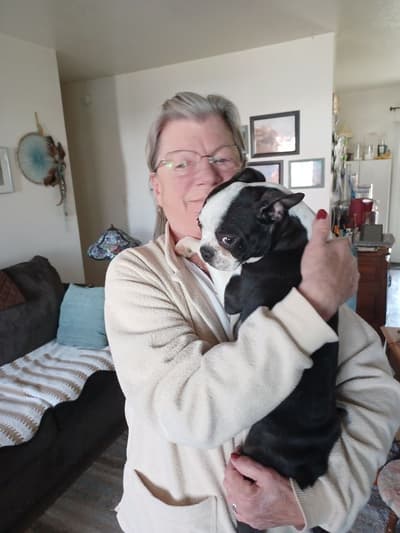 Paddy, a Boston Terrier puppy from Pawrade