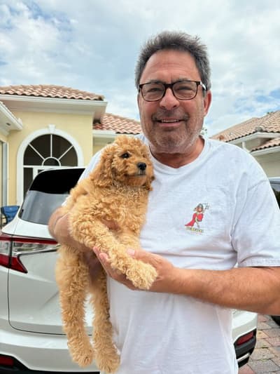 Daniel, a Labradoodle puppy from Pawrade