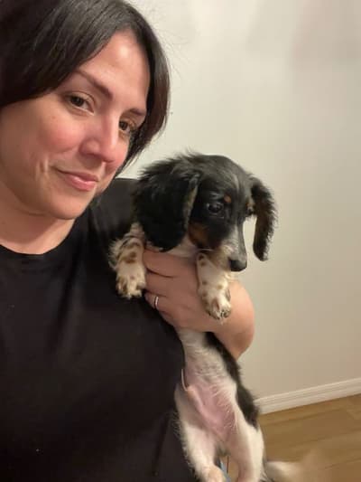 Finn, a Dachshund, Mini puppy from Pawrade