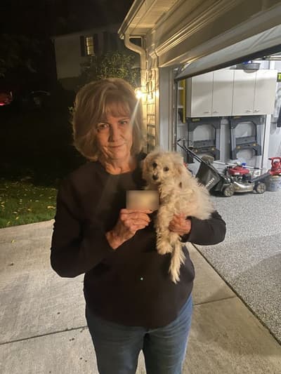 Darby, a Bichon Frise puppy from Pawrade
