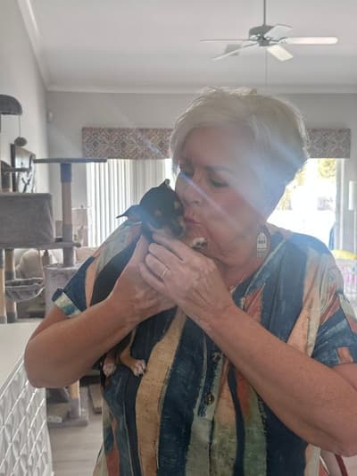 Darby, a Chihuahua puppy from Pawrade