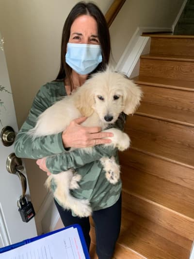Cimbora, a Goldendoodle puppy from Pawrade