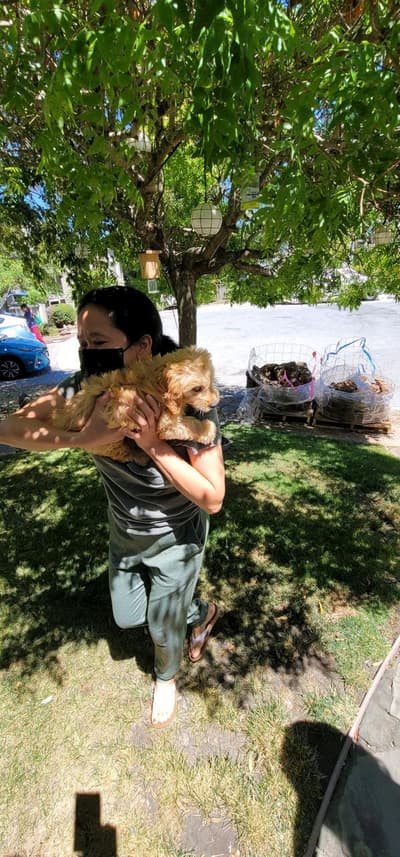 Natalia, a Goldendoodle, Mini puppy from Pawrade