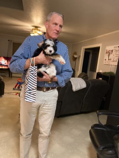 Bella, a Bernedoodle, Mini puppy from Pawrade